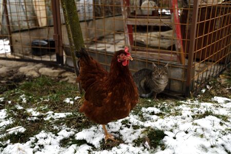 detail of chicken head in winter on the snowの写真素材