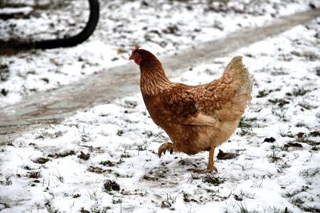 detail of chicken head in winter on the snowの写真素材