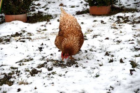 domestic chicken walking and eating  on the snow farm in the winterの写真素材