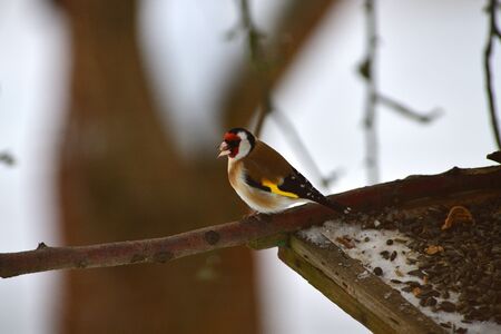 The European goldfinch sitting on the tree branch in winter snowの写真素材