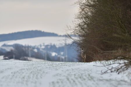 Roe deer coming out of the woods for pasture in winter snowの写真素材