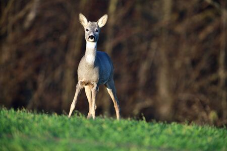 Young roe deer with without antler watching on the enemy on meadowの写真素材