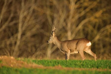 Roe deer with one antler walking and grazing grass in autumnの写真素材