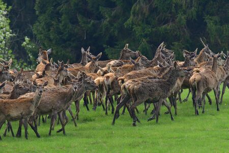 Flock of Deer stag  with growing antler grazing the grass  in springの写真素材