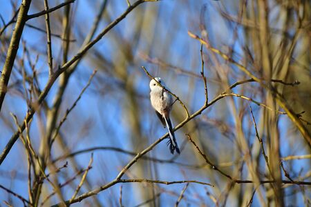 The long tailed tit watching on the tree twig in springの写真素材