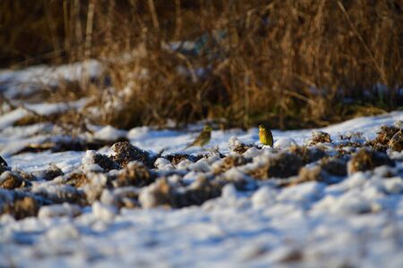 The yellowhammer looking for food on the snowy ground in winter