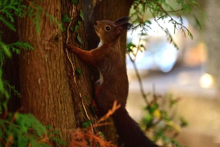 Eurasian red Squirrel runs around the leaves in autumn and looks for food