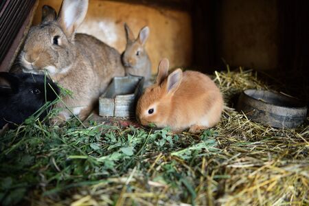 Domestic rabbit mother with small bunny eating grass in the nestの写真素材