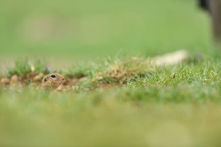 Ground souslik peeks and lurking out of the burrow around the meadowの写真素材