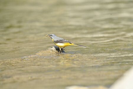 The grey wagtail jumps on a stone near the river drinking waterの写真素材