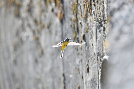 The grey wagtail flying with insect in beak over the river