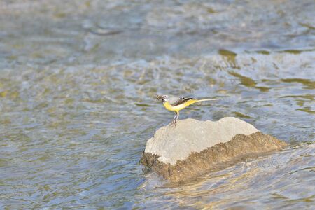 The grey wagtail standing on the stone at river with insects in beakの写真素材