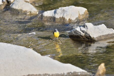The grey wagtail standing on the stone at river with insects in beakの写真素材