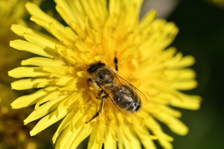 Honey bee flies on blooming dandelion and collecting pollen macroの写真素材