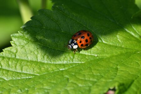 Macro photo of ladybugs during mating on a green leaf in springの写真素材