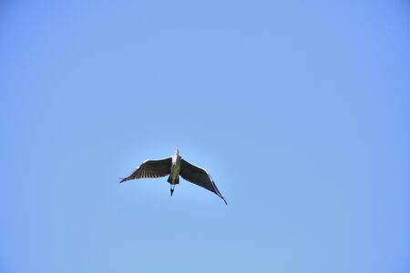The great heron flying over pond detail with wings and beakの写真素材