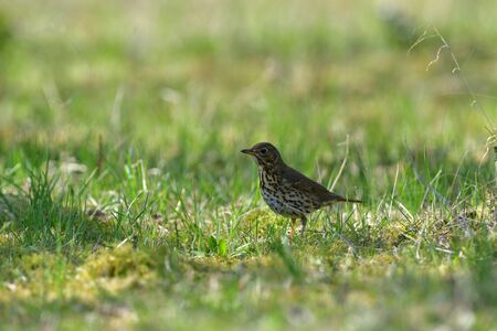 The song thrush bird looking for food in high grassの写真素材