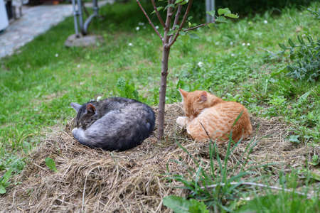 Two domestic cats lie on dry grass curled up in a ball and sleep