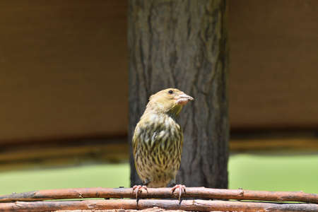Portrait of pine siskin watching and eating on the feeder rack with sunflowers