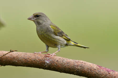 The european greenfinch sitting and eating sunflower and seeds on the feeder rack