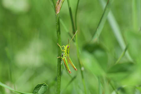 Green Meadow Grasshopper hidden in the green grass
