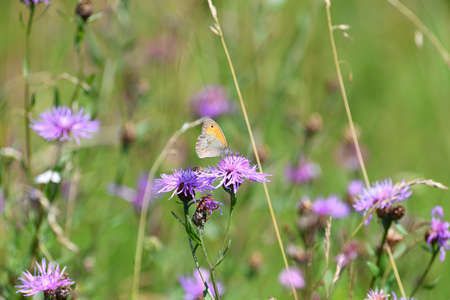 Satyrinae butterfly and bee sitting together on origanum flower