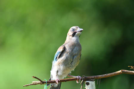 The Eurasian jay watching on the branch with the fodder rack