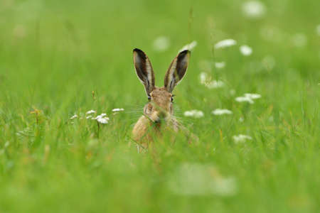 Portrait of wild brown hare head lurking from the grass