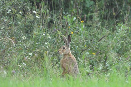 Brown hare eats spring grass on the meadow
