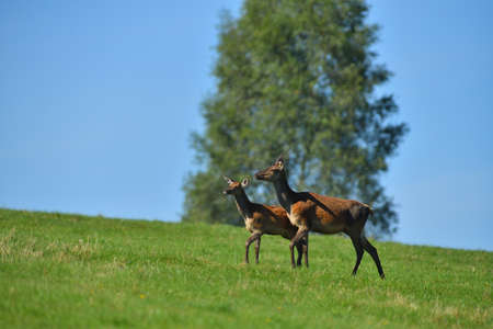 Fly insects flying around the fur of deer on a pasture meadowの写真素材