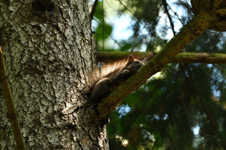 Eurasian red Squirrel lurking on the branch treeの写真素材