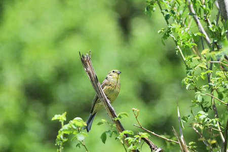 The yellowhammer sits on a branch and observes the surroundings on a sunny dayの写真素材