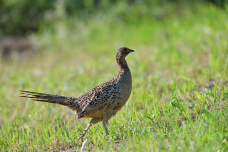 Pheasant hen walking and lurking for food in grass during  sunny spring