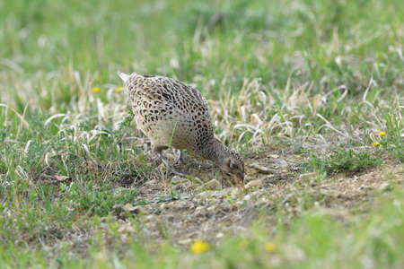 Common pheasant walking on the meadow eating seeds from the grass