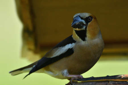 Hawfinch sitting on the rack with sunflower in its beak