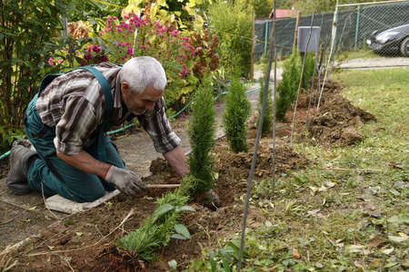 Farmer works by planting shrubs in the garden soil