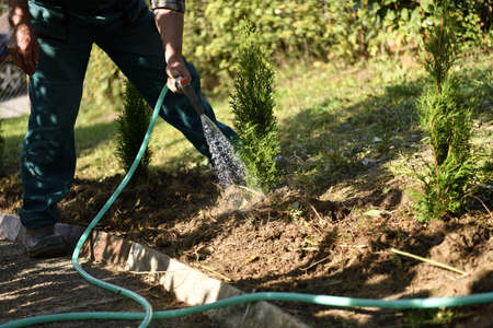 Irrigation of ornamental shrubs in the garden by hose and spray gun