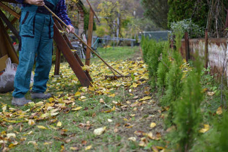 A farmer in the village rakes up fallen autumn leavesの写真素材
