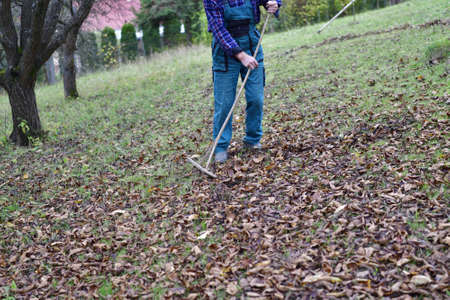 A older man collects yellow autumn leaves around the house