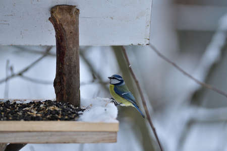 Eurasian blue tit sitting on a feeder rack with sunflower seeds for feeding in frozen winterの写真素材