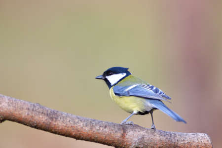 Great tit sitting on a tree branch in winter snowの写真素材