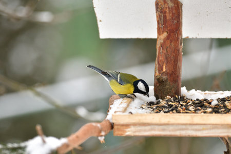 The great tit sits on a coniferous branch in winter with hanging cornの写真素材