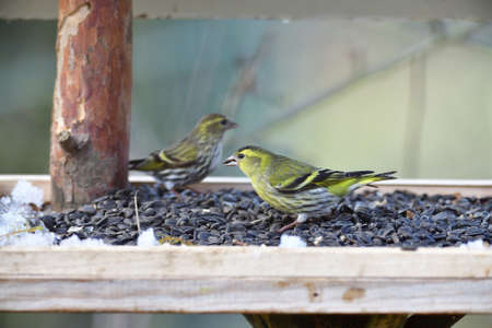 Flock of bird  pine siskin sitting and eating fruits and seeds on feeder rack in winter