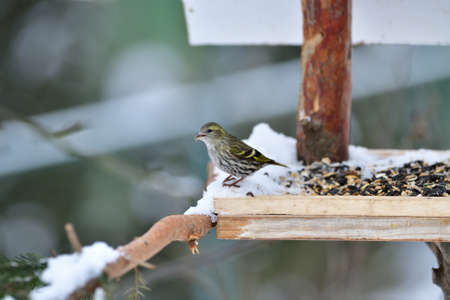 Portrait of bird pine siskin eating fruits and seeds on feeder rack in snowy winterの写真素材