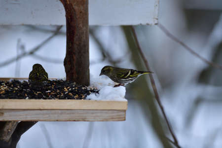 Portrait of bird pine siskin eating fruits and seeds on feeder rack in snowy winterの写真素材