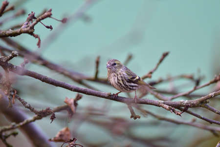 Portrait of bird pine siskin in snowy winter sitting on the branch