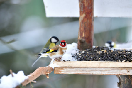 The European goldfinch eating sunflowers with titmouse in background on feeder rack in the winterの写真素材