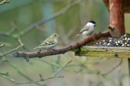 Tit bird and pine siskin on a feeder with seeds in winter