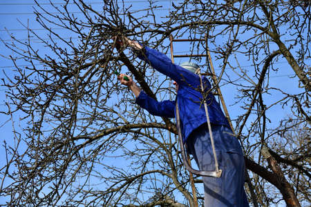 A gardener on a ladder trims dry branches of fruit trees in the gardenの写真素材