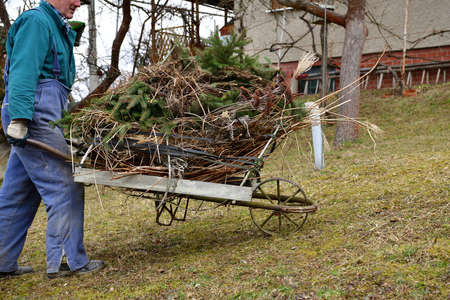The man in the garden collects into barrow dry leaves and a branch in the spring